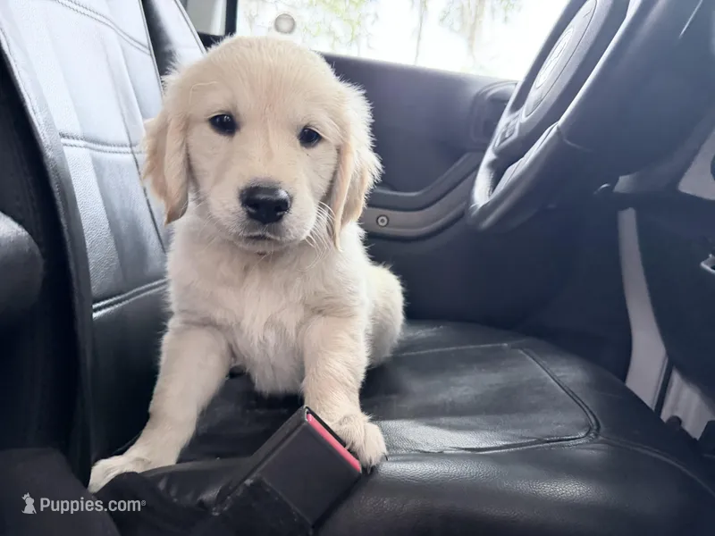 BARBARA of Avalon – Golden Retriever puppy for sale in Hawthorne, FL