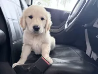 BARBARA of Avalon, a female Golden Retriever for sale in Hawthorne, FL – 1 of 7