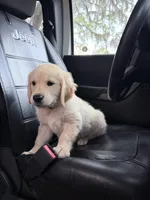 BARBARA of Avalon, a female Golden Retriever for sale in Hawthorne, FL – 4 of 7