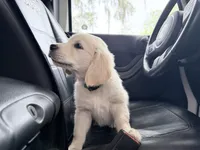 BARBARA of Avalon, a female Golden Retriever for sale in Hawthorne, FL – 3 of 7
