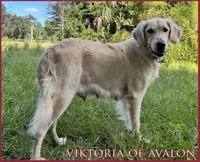 BARBARA of Avalon, a female Golden Retriever for sale in Hawthorne, FL – 7 of 7