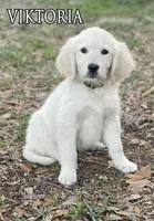 BARBARA of Avalon, a female Golden Retriever for sale in Hawthorne, FL – 5 of 7