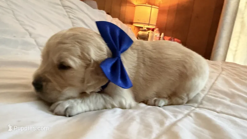 BALKAN of Avalon - Golden retriever male puppy ready in 7 weeks! – Golden Retriever puppy for sale in Hawthorne, FL