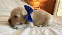 BALKAN of Avalon - Golden retriever male puppy ready in 7 weeks!, a male Golden Retriever for sale in Hawthorne, FL – 1 of 10