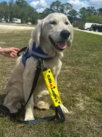 Akela of Avalon, a male Golden Retriever for sale in Hawthorne, FL – 5 of 10