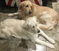 U-Turn of Avalon - great GOLDEN RETRIEVER male - OPEN TO TRADE, a male Golden Retriever for sale in Hawthorne, FL – 10 of 10