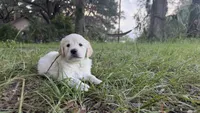 Bamboo of Avalon , a male Golden Retriever for sale in Hawthorne, FL – 6 of 9