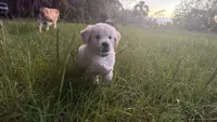 Bamboo of Avalon , a male Golden Retriever for sale in Hawthorne, FL – 9 of 9