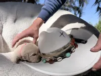 Beauty of Avalon, a female Golden Retriever for sale in Hawthorne, FL – Photo 10 of 10