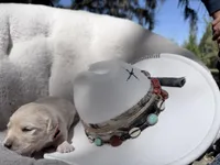 Beauty of Avalon, a female Golden Retriever for sale in Hawthorne, FL – Photo 6 of 10