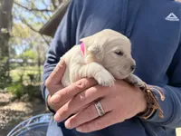 Beauty of Avalon, a female Golden Retriever for sale in Hawthorne, FL – Photo 2 of 10