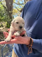 Beauty of Avalon, a female Golden Retriever for sale in Hawthorne, FL – Photo 7 of 10