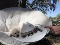 Beauty of Avalon, a female Golden Retriever for sale in Hawthorne, FL – Photo 4 of 10