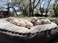 Beauty of Avalon, a female Golden Retriever for sale in Hawthorne, FL – Photo 8 of 10