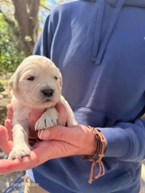 Beauty of Avalon – Golden Retriever puppy for sale in Hawthorne, FL