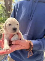 Beauty of Avalon, a female Golden Retriever for sale in Hawthorne, FL – Photo 1 of 10