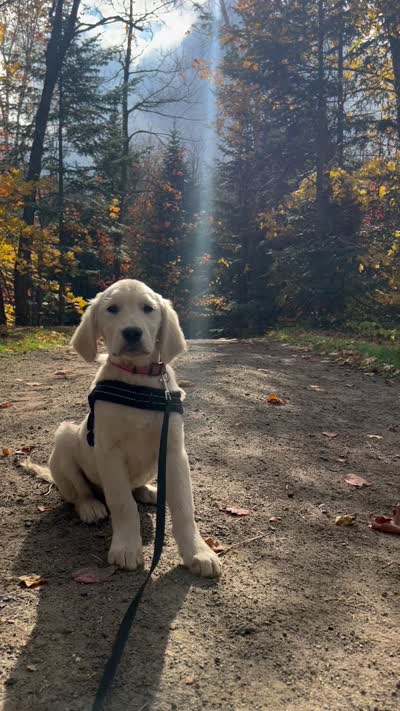 U-Turn of Avalon - great GOLDEN RETRIEVER male - OPEN TO TRADE, a male Golden Retriever for sale in Hawthorne, FL – 8 of 10