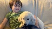 Barbie of avalon -beautiful Golden female ESA prospect Golden female , a female Golden Retriever for sale in Hawthorne, FL – 2 of 7