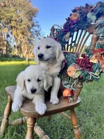 U-TURN : pure golden producer OFA dna / for trade, a male Golden Retriever for sale in Hawthorne, FL – 4 of 10