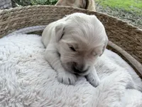 Bristol - Golden retriever male puppy ready in 7 weeks!, a male Golden Retriever for sale in Hawthorne, FL – 2 of 7