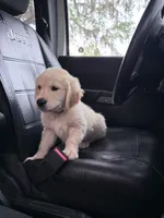 BOSTON OF AVALON - READY SOON, a female Golden Retriever for sale in Hawthorne, FL – Photo 4 of 8