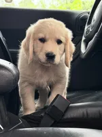 BOSTON OF AVALON - READY SOON, a female Golden Retriever for sale in Hawthorne, FL – Photo 2 of 8