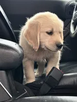 BOSTON OF AVALON - READY SOON, a female Golden Retriever for sale in Hawthorne, FL – Photo 3 of 8
