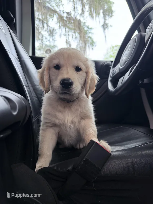 BOSTON OF AVALON - READY SOON – Golden Retriever puppy for sale in Hawthorne, FL
