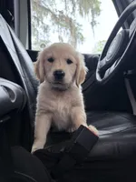 BOSTON OF AVALON - READY SOON, a female Golden Retriever for sale in Hawthorne, FL – Photo 1 of 8