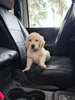 BOSTON OF AVALON - READY SOON, a female Golden Retriever for sale in Hawthorne, FL – Photo 5 of 8