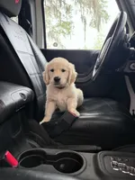 BOSTON OF AVALON - READY SOON, a female Golden Retriever for sale in Hawthorne, FL – Photo 6 of 8