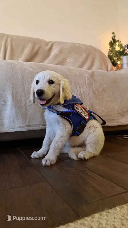 BARBIE of avalon -beautiful Golden female ESA prospect Golden female  – Golden Retriever puppy for sale in Hawthorne, FL