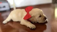 BEYONCE of Avalon  - purebred Golden retriever female puppy, a female Golden Retriever for sale in Hawthorne, FL – 3 of 10
