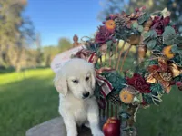 Ajax of Avalon, a female Golden Retriever for sale in Hawthorne, FL – Photo 6 of 10