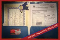 Ajax of Avalon, a female Golden Retriever for sale in Hawthorne, FL – Photo 7 of 10