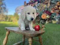 Ajax of Avalon, a female Golden Retriever for sale in Hawthorne, FL – Photo 1 of 10
