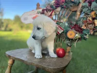 Ajax of Avalon, a female Golden Retriever for sale in Hawthorne, FL – Photo 3 of 10