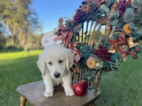 Ajax of Avalon, a female Golden Retriever for sale in Hawthorne, FL – Photo 4 of 10
