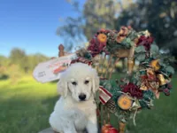 Ajax of Avalon, a female Golden Retriever for sale in Hawthorne, FL – Photo 5 of 10