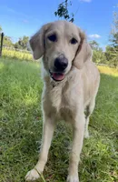 Ajax of Avalon, a female Golden Retriever for sale in Hawthorne, FL – Photo 10 of 10