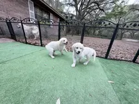 Bentley of Avalon - ESA profle (72% at TPO tests), a male Golden Retriever for sale in Hawthorne, FL – Photo 5 of 10