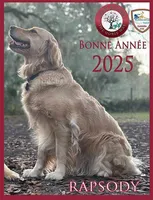 Bentley of Avalon - ESA profle (72% at TPO tests), a male Golden Retriever for sale in Hawthorne, FL – Photo 10 of 10
