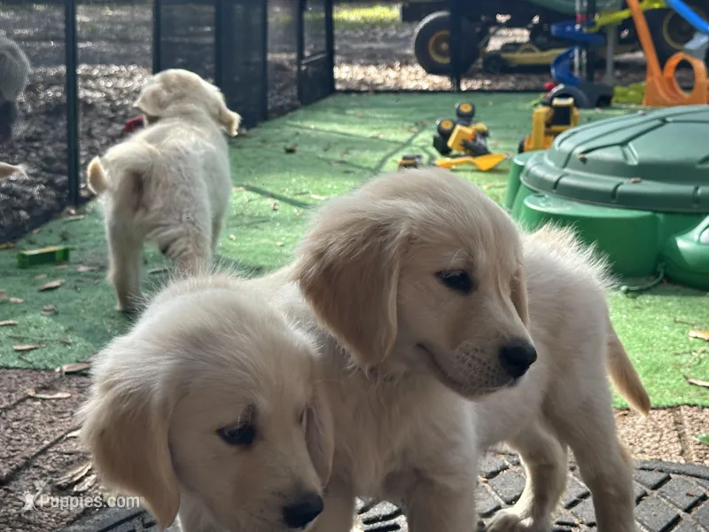 Bentley of Avalon - ESA profle (72% at TPO tests), a male Golden Retriever for sale in Hawthorne, FL – Photo 1 of 10