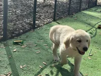 Bentley of Avalon - ESA profle (72% at TPO tests), a male Golden Retriever for sale in Hawthorne, FL – Photo 2 of 10