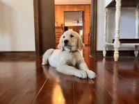 U-TURN : pure golden producer OFA dna / for trade, a male Golden Retriever for sale in Hawthorne, FL – 6 of 10