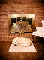 Poucette ESA Golden Retriever fermale OFA certified +DNA profile 3990$, a female Golden Retriever for sale in Hawthorne, FL – 9 of 9