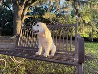 Banzai of Avalon - smart Golden Retriever female (agility assistance), a female Golden Retriever for sale in Hawthorne, FL – 9 of 10
