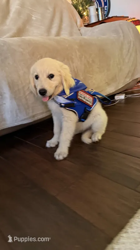 Barbie of avalon -beautiful Golden female ESA prospect Golden female  – Golden Retriever puppy for sale in Hawthorne, FL