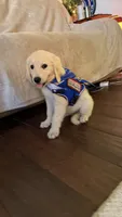 Barbie of avalon -beautiful Golden female ESA prospect Golden female , a female Golden Retriever for sale in Hawthorne, FL – 1 of 7