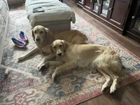 Anya of Avalon - purebred female golden retriever with DNA profile, a female Golden Retriever for sale in Hawthorne, FL – 2 of 10